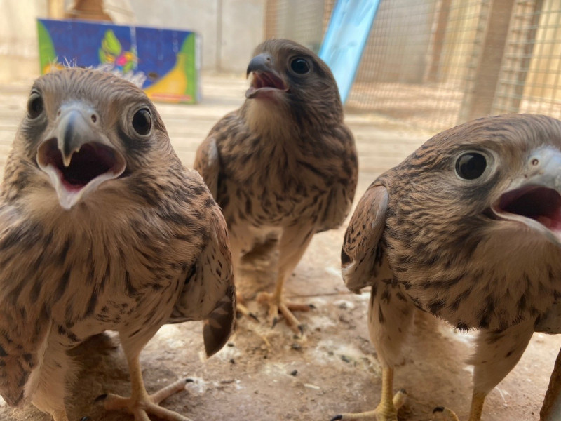 Сотрудники КНПЗ и орнитологи Самарского зоопарка спасли птенцов пустельги