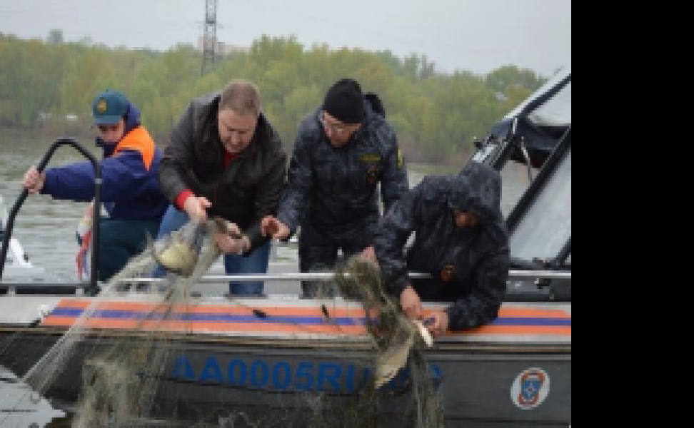 На реке Самара активисты освободили рыбу, которая угодила в браконьерские сети