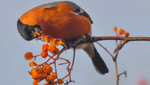 Как объясняют орнитологи, прилетевшие на зиму птицы клюют с кустов забродившие ягоды и пьянеют.