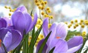 Теплый декабрь в Сочи спровоцировал раннее цветение мимозы и подснежников