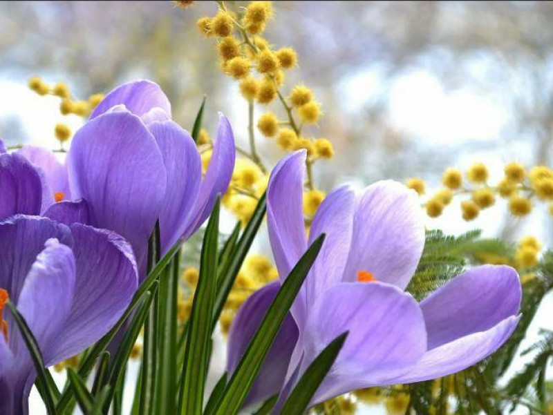 Теплый декабрь в Сочи спровоцировал раннее цветение мимозы и подснежников