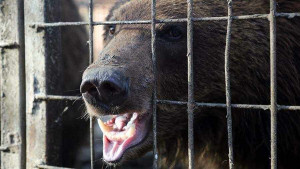 Работник зоопарка зашел в вольер к медведю, чтобы покормить его.