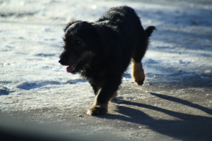 Ветеринар рассказал, с какими собаками опасно выходить на мороз