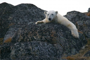 Женщина и ее годовалый сын стали жертвами белого медведя на Аляске