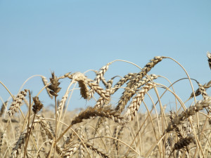 Россию предупредили о риске хранения рекордного урожая зерна