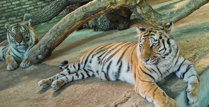В Самарском зоопарке выбрали лучшую пару животных
