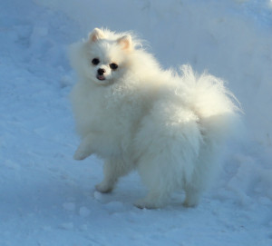Назван список самых популярных пород собак у россиян