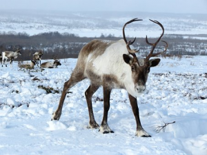 На севере Сахалина браконьеры убили 26 особей дикого северного оленя.