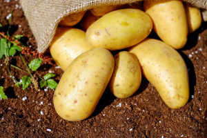 Власти объяснили повышение цен на картофель в Самарской области