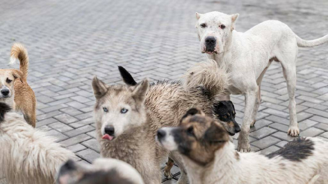 В Самаре возбуждено еще одно уголовное дело по факту нападения собак на ребенка