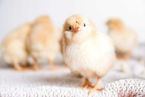 Цыплята прибыли на Сахалин из Кемеровской области.