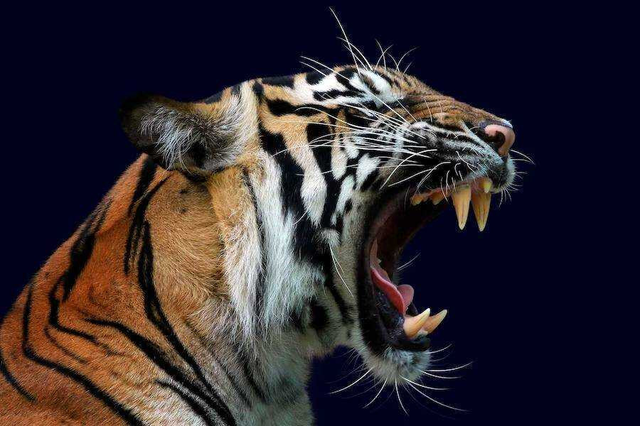 Тигр напал на рабочего-лесозаготовщика в Хабаровском крае