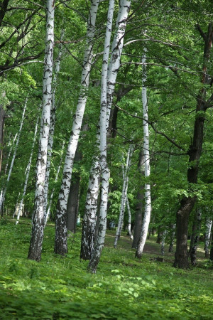 В Самарской области  установлен запрет на пребывание граждан в лесах и въезд в них транспортных средств
