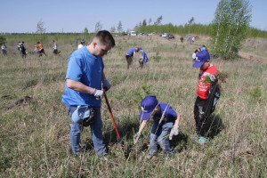 В Тольятти накануне майских праздников высадили 20 000 саженцев на 4 Га лесной территории