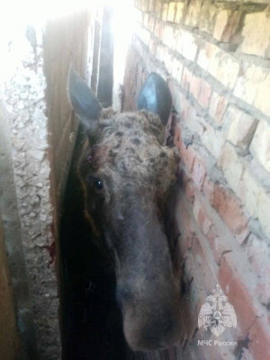 В Татарстане лось застрял между двух гаражей