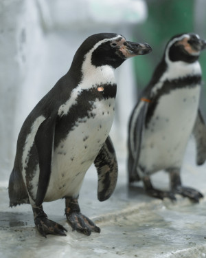 В Самарском океанариуме отметили Всемирный день пингвина