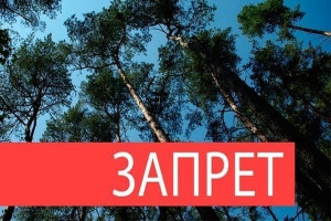В Самарской области установлен запрет на пребывание граждан в лесах и въезда в них транспортных средств