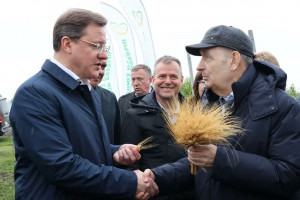 Новый сорт твердой озимой пшеницы выведен в Самарской области