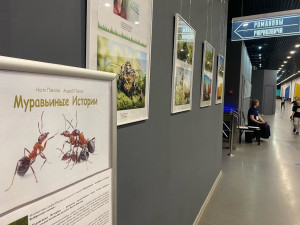 В настоящее время коллекция насчитывает около 200 работ, муравьи Андрея Павлова населяют сотни ресурсов в интернете.