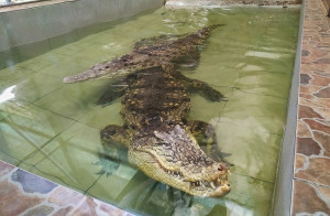 Самарский зоопарк приглашает на мероприятие "Всемирный день крокодила"