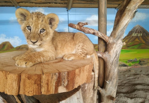 Новый львенок осваивается в Самарском зоопарке