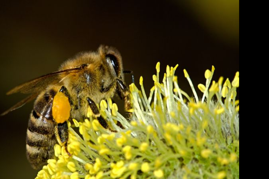 В Отрадном, селах Кинель-Черкасского, Борского и Хворостянского районов зафиксирована массовая гибель пчел