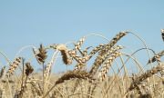 Киев пообещал ответить соседям за отказ от экспорта зерна