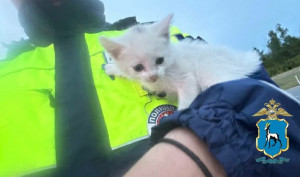 Самарские полицейские на трассе спасли котят