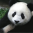 После 10 лет жизни в Великобритании две панды вернутся в Китай