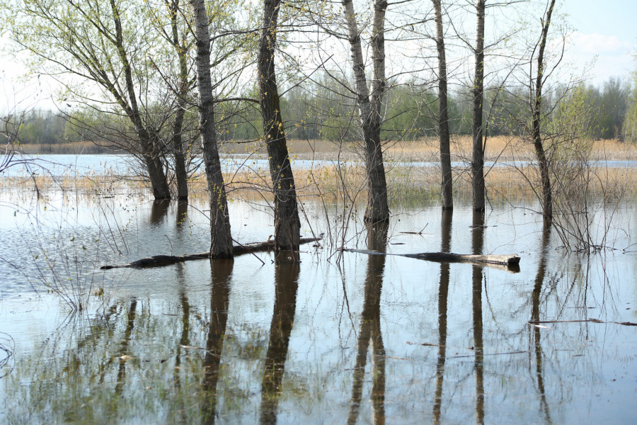Уровень воды на реке Малый Кинель у села Полудни Самарской области достиг опасной отметки
