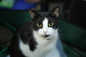 Выставка "Друг человека" приглашает самарцев: ФОТО