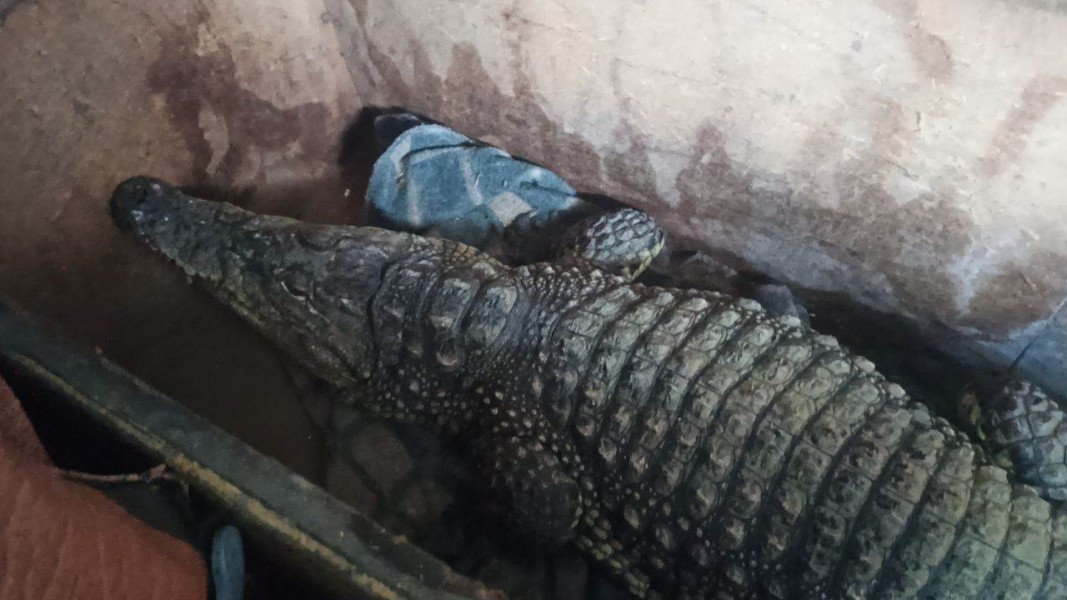 Самарские таможенники не позволили: крокодила по кличке Бакс пытались незаконно вывезти в Казахстан
