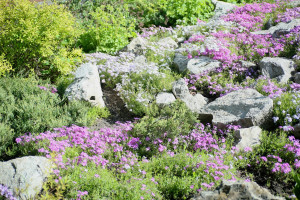 В России на 40% вырос спрос на благоустройство садов