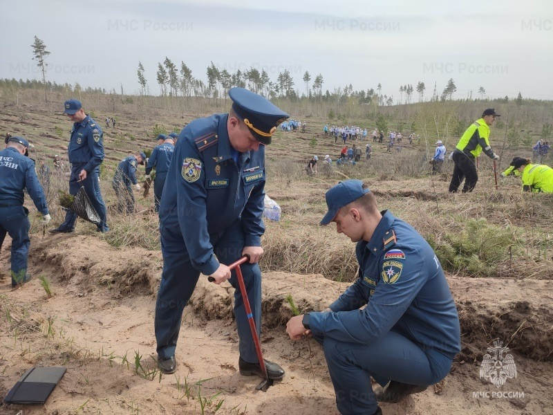 Тольяттинские сотрудники МЧС высадили «Сад памяти»