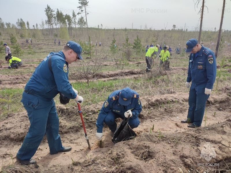 В Тольятти сотрудники областного МЧС России высадили «Сад памяти»