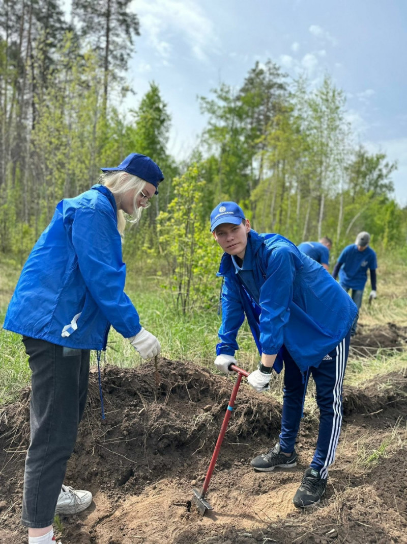 «КуйбышевАзот» продолжает восстанавливать тольяттинский лес