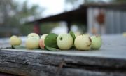 Большинство россиян предпочитают покупать отечественные овощи и фрукты