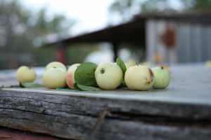 Россиянам рассказали, откуда привезут яблоки этим летом