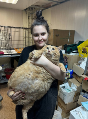 В документах ветклиники указано, что кота с ожирением пермские волонтеры обнаружили в подвале больницы.