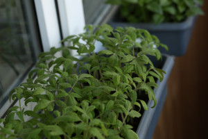 Самарские студенты разработали прототип полностью автоматической "умной" теплицы для дома