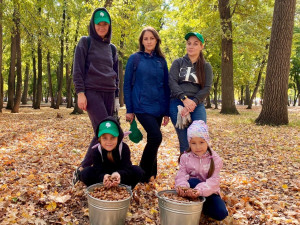  Сбор желудей идет в разных уголках региона. Парк Гагарина в Самаре выбран не случайно: дубы, растущие здесь – это естественное лесное насаждение первой генерации.