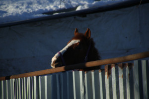 В Самаре горел конный клуб