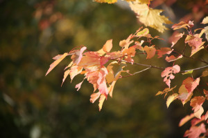 Прогноз погоды в Самаре на выходные 25-26 октября: аналитика Яндекс Погоды