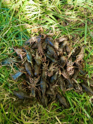 Житель Приволжского района незаконно ловил раков