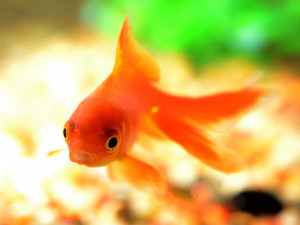 Сотрудники фирмы изготовили 73 т различной рыбной продукции из 48,5 тыс. аквариумных рыбок.
