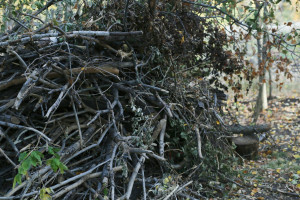 В Самаре остро не хватает зелёных насаждений общего пользования