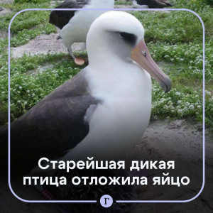 Самая старая дикая птица в мире отложила яйцо в возрасте 74 лет