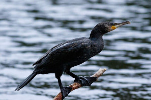 Птицы поступают в разном состоянии - есть, по словам активисток, со сломанным крылом и ослепшая на один глаз.