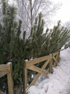 Россиянам дали  советы по выбору хорошей новогодней елки