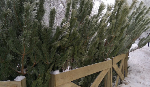 В Самаре откроются 140 елочных базаров с 15 декабря